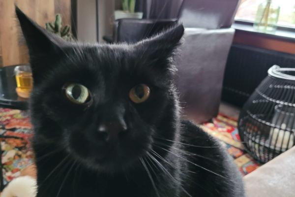 Poes