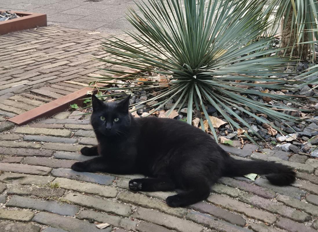 Poes