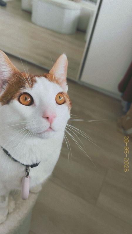 Simba