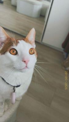 Simba