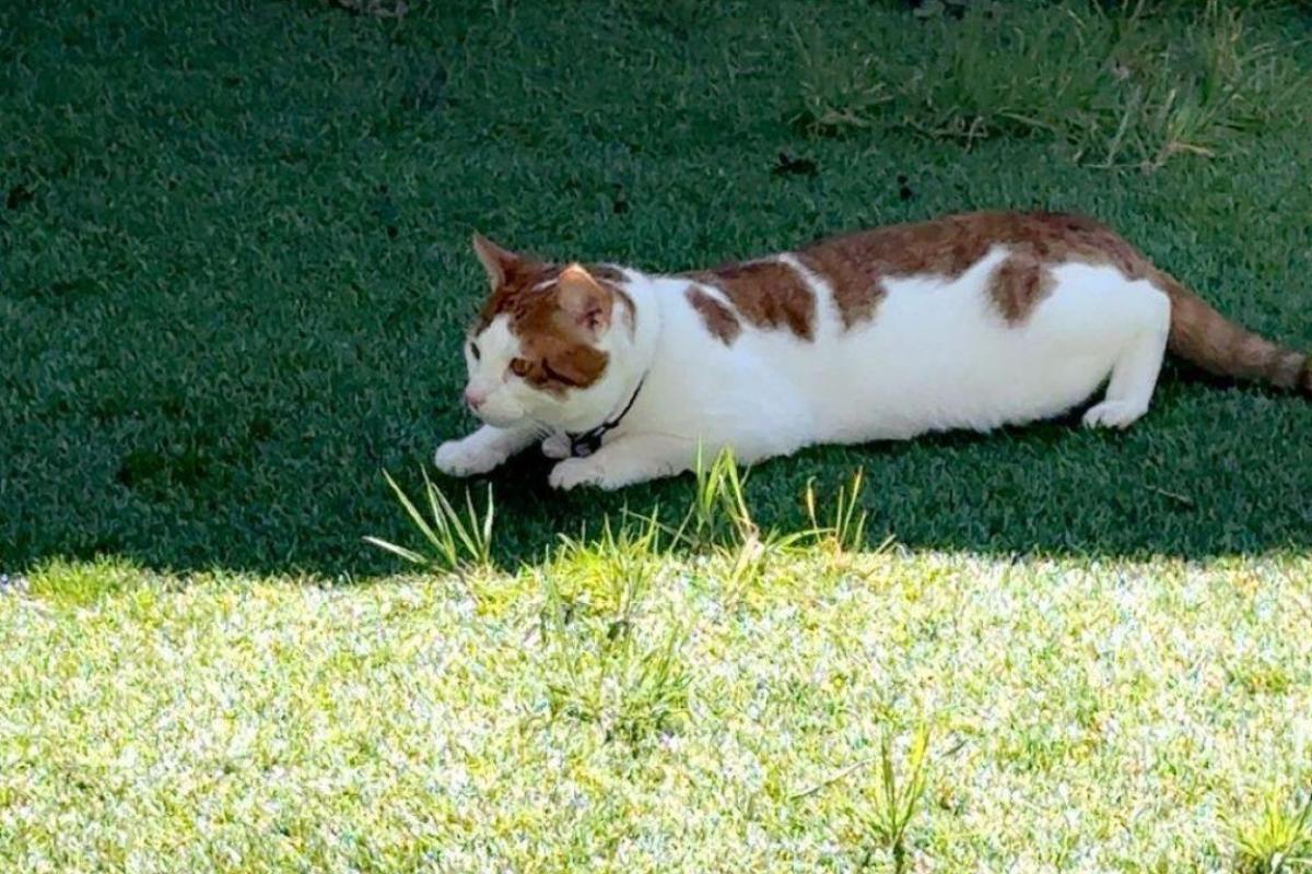 Simba