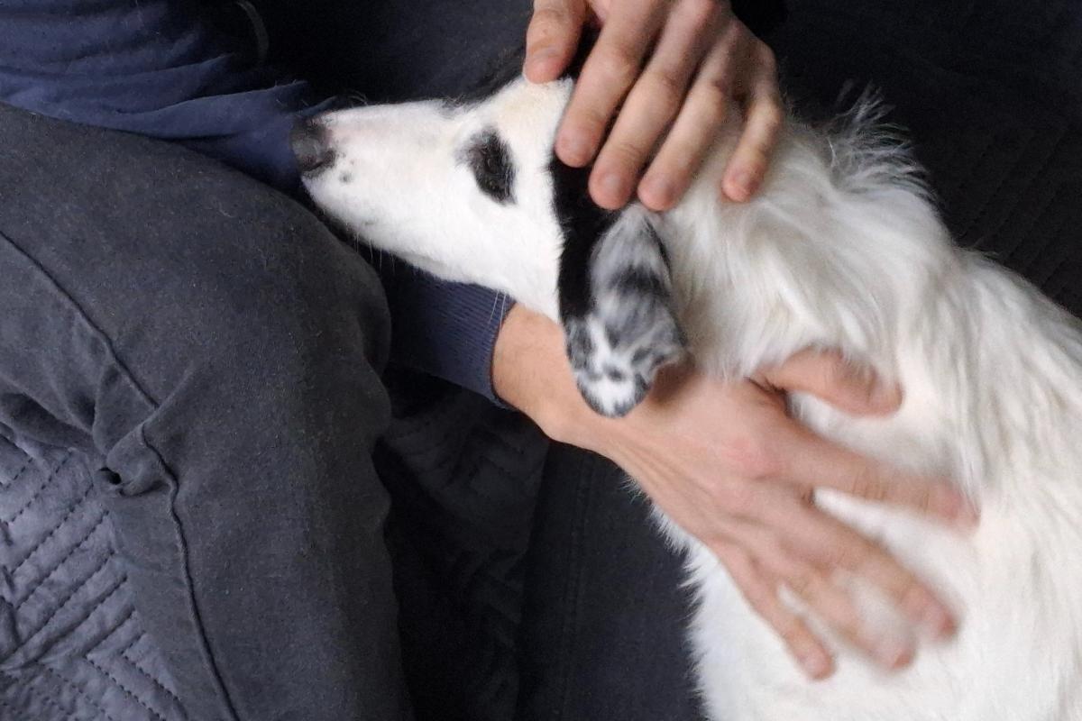 Pepita