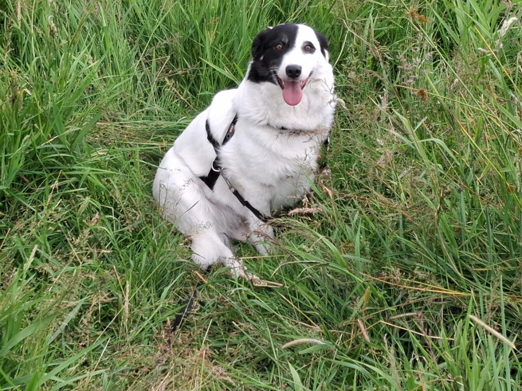 Pepita