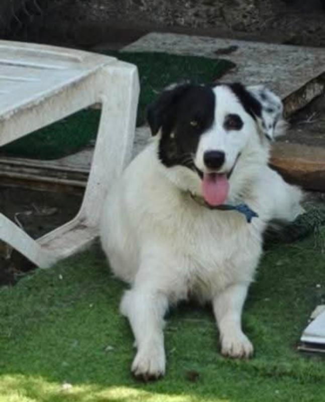 Pepita