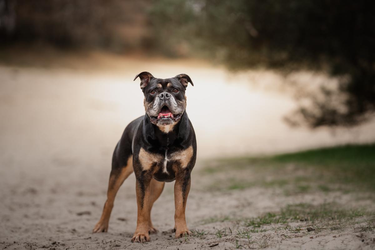 Bo