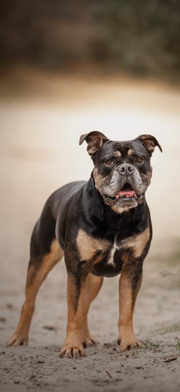 Bo