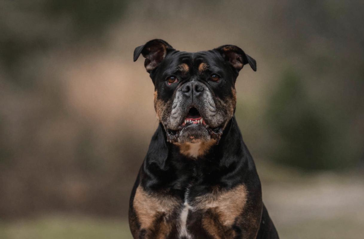 Bo