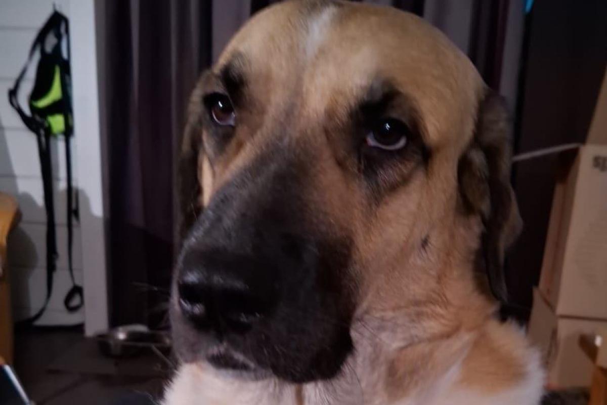 *SPOED* Canela