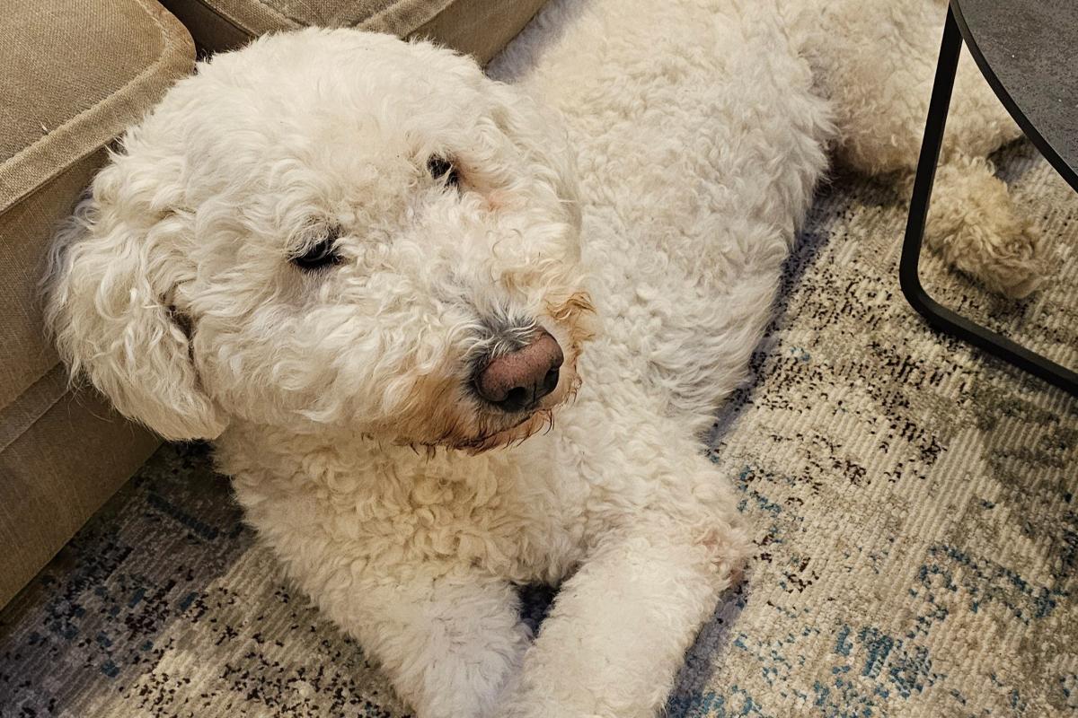 Louie