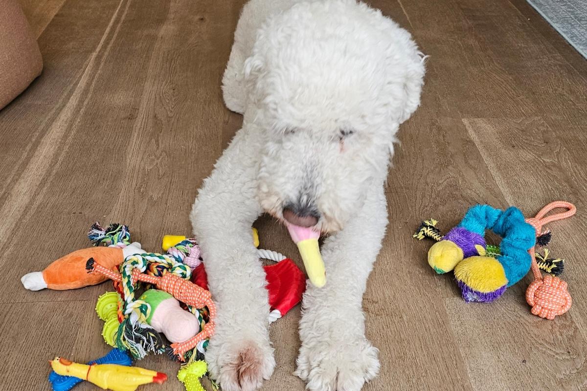 Louie