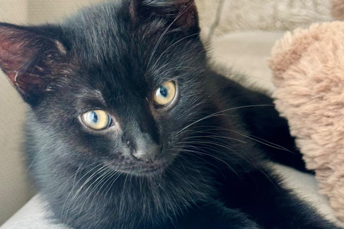 Zeytin