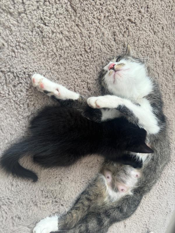 Zeytin