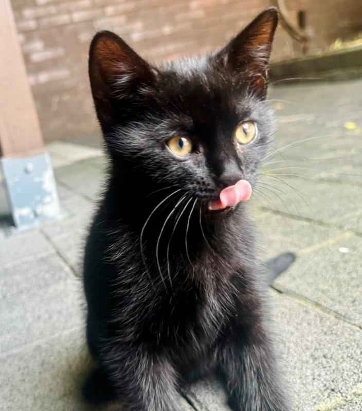 Zeytin