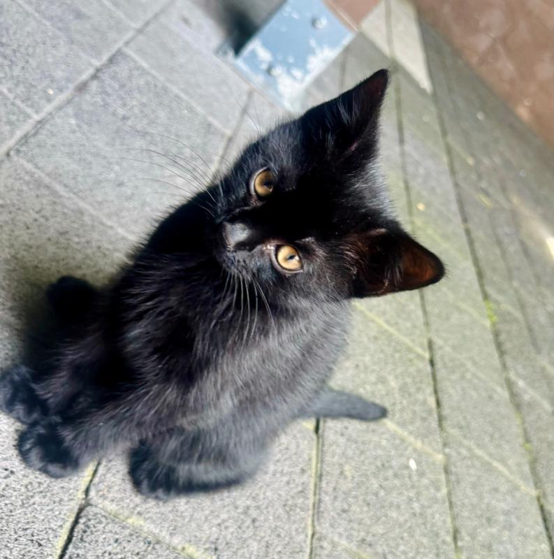 Zeytin