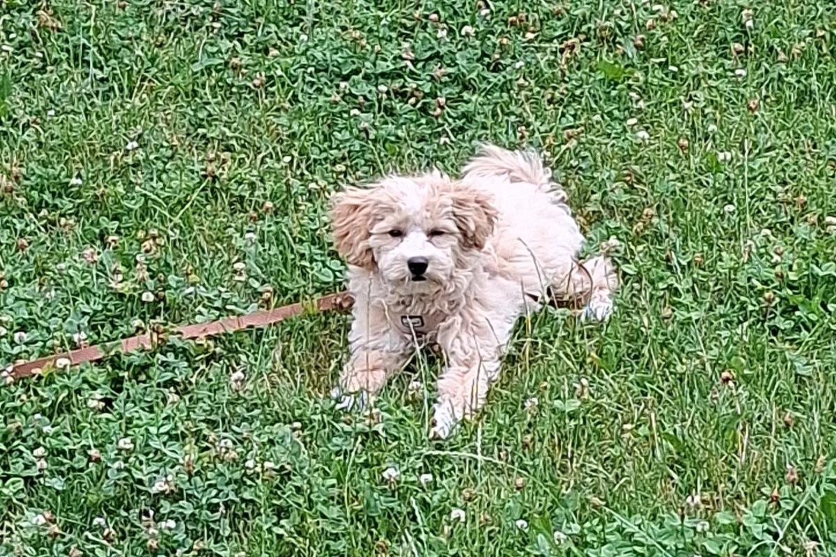 Ollie