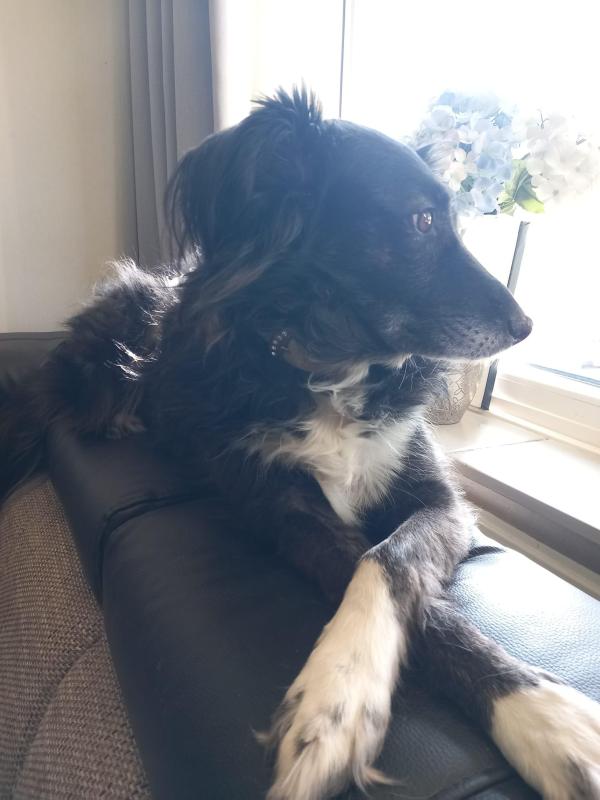 Molly