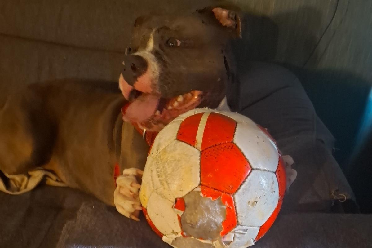 Diva