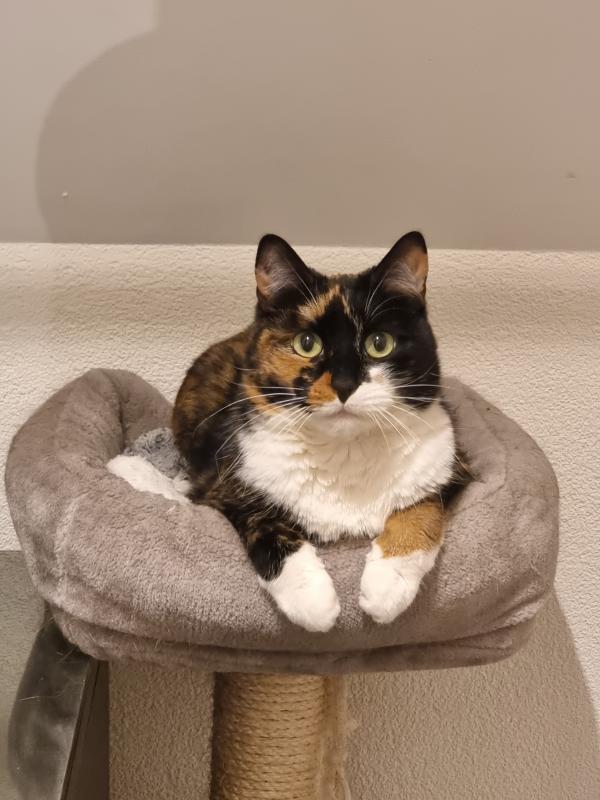 Pip