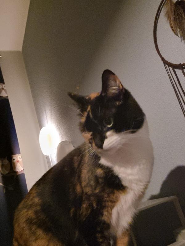 Pip