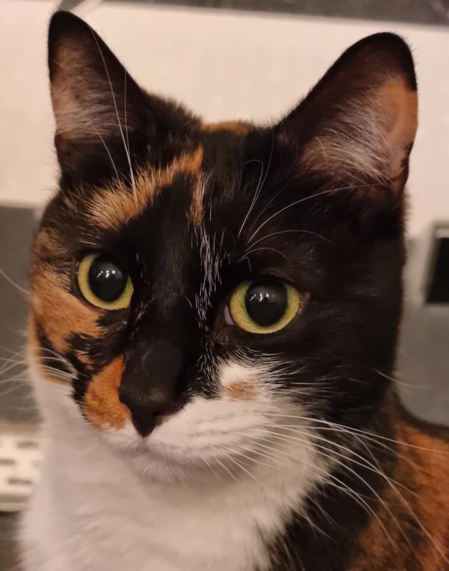 Pip