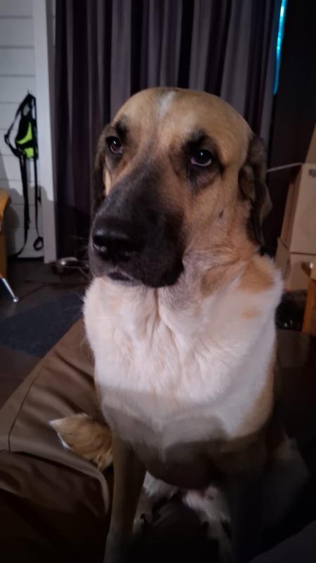 *SPOED* Canela