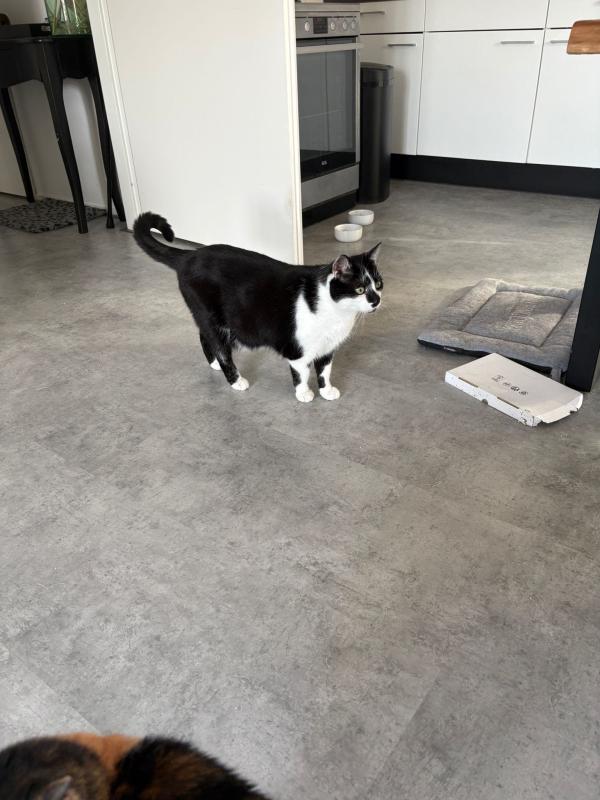 *SPOED* Mickey