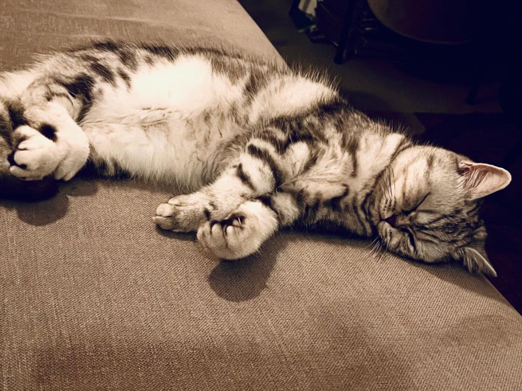 Zora