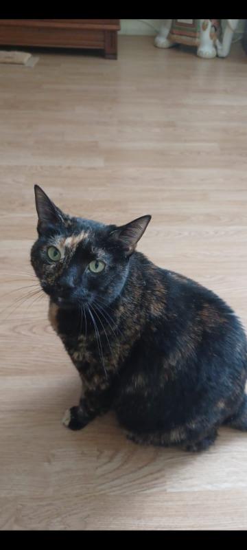 Franka