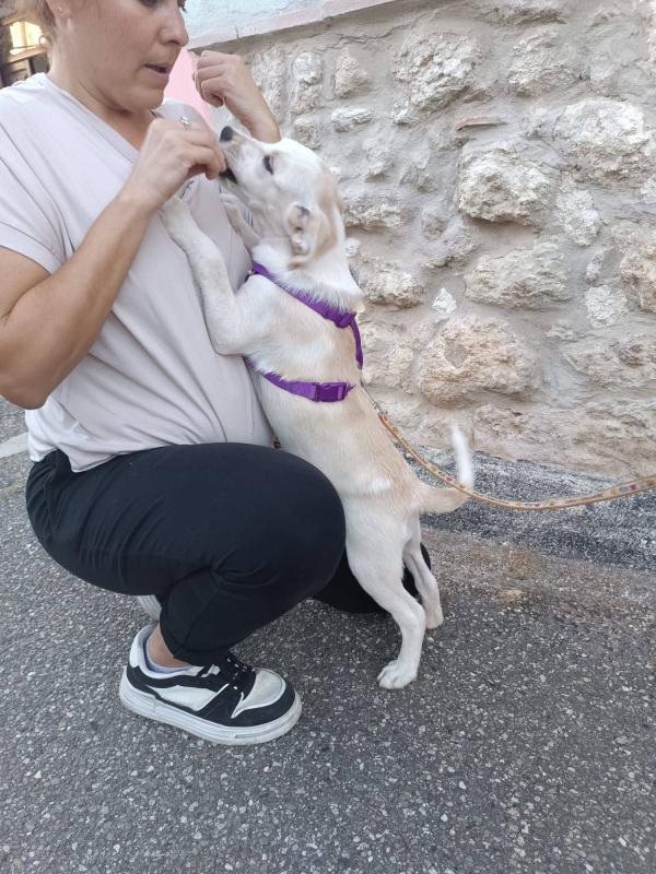 Chicca