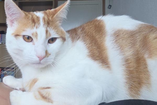Piet