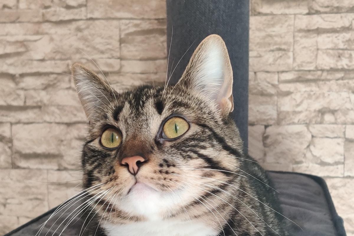 Odin