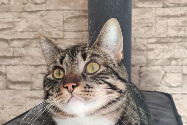 Odin