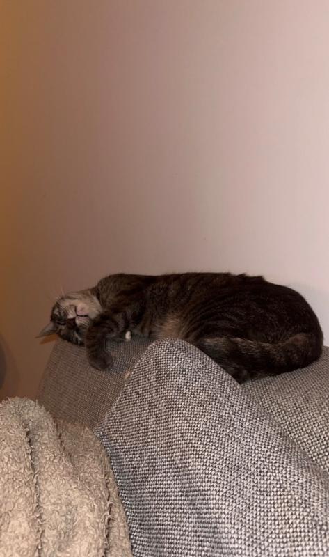 Mojo