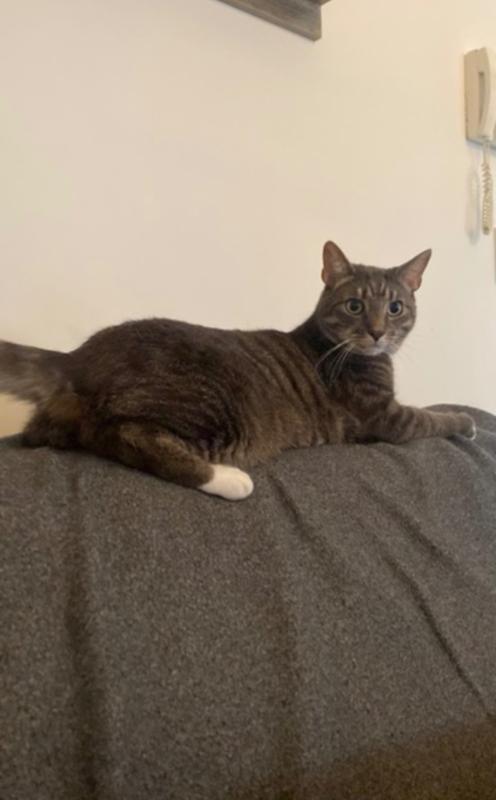 Mojo