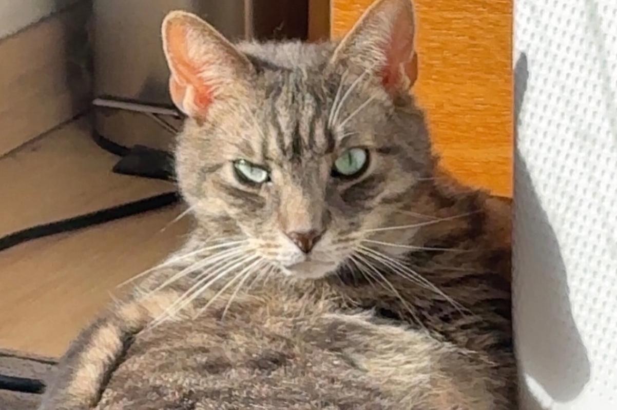 Mojo