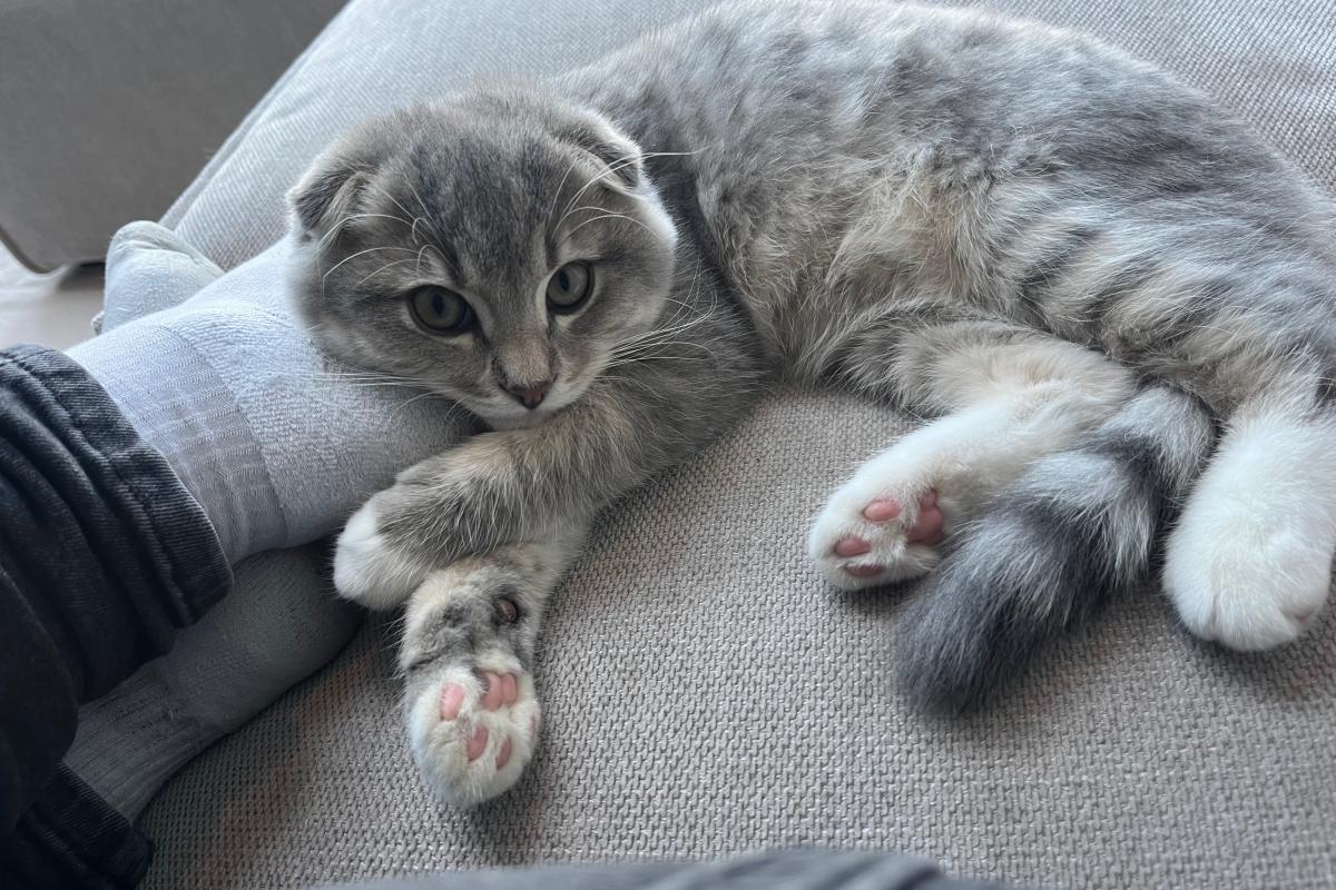 Mowgli
