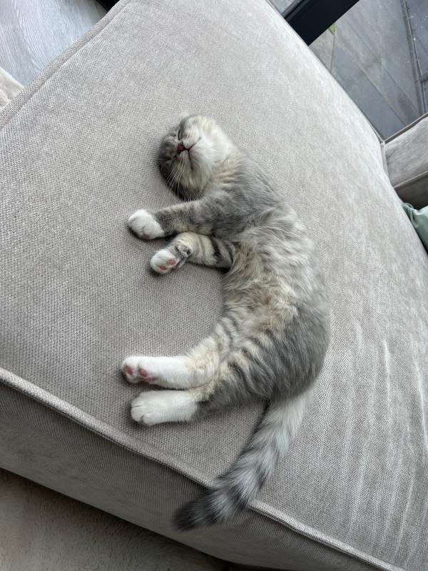 Mowgli