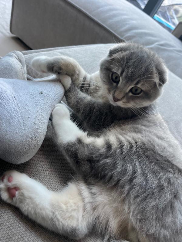 Mowgli