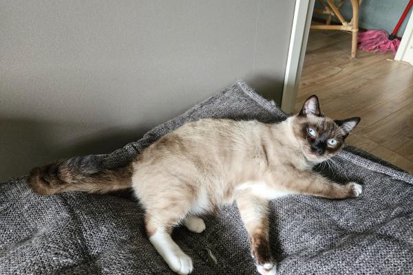 Floki