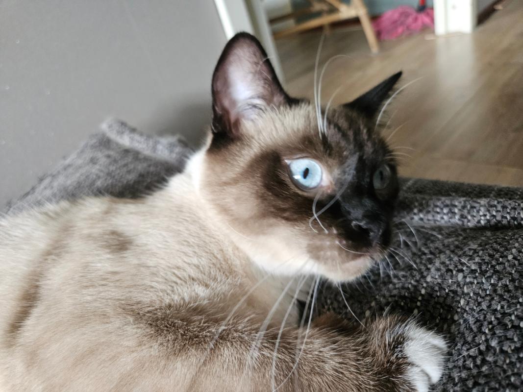 Floki