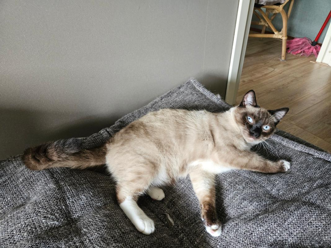 Floki