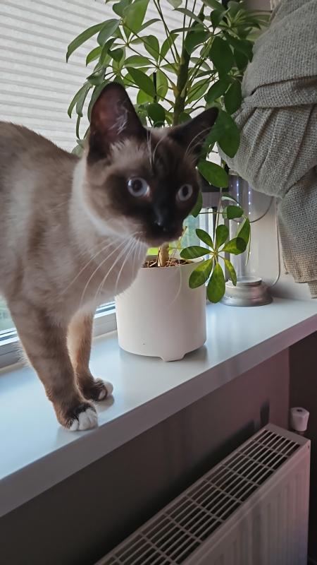 Floki