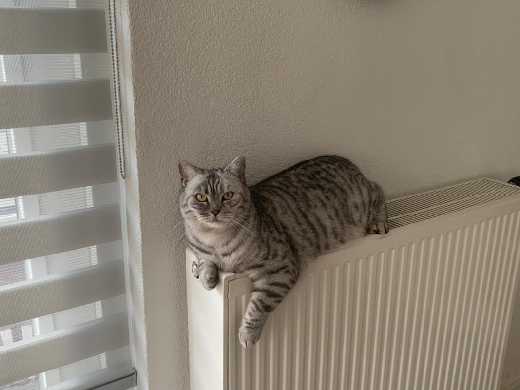 Pip