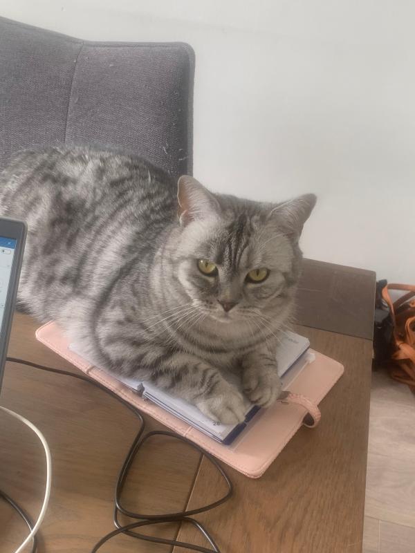 Pip