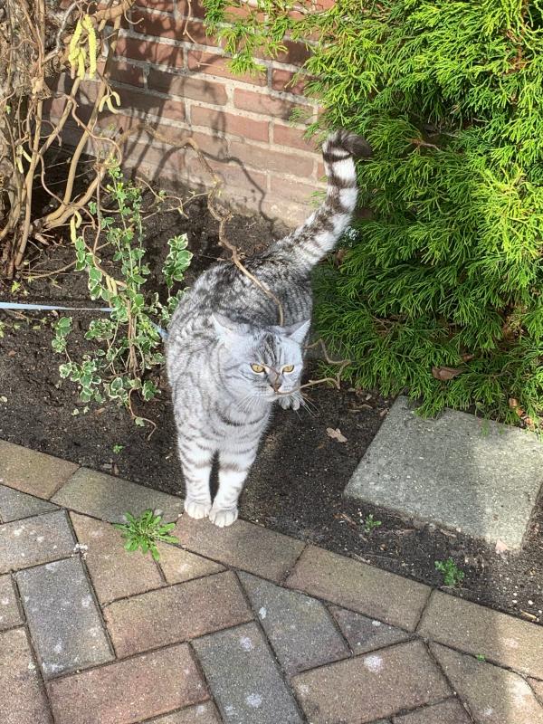 Pip
