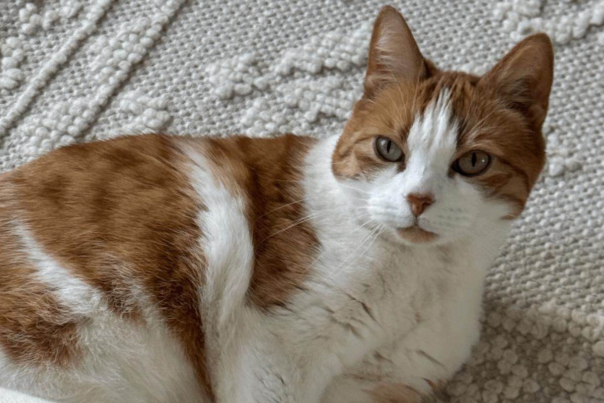 Noortje