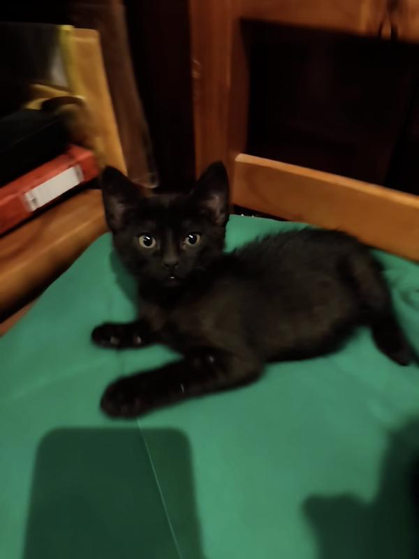 Nico