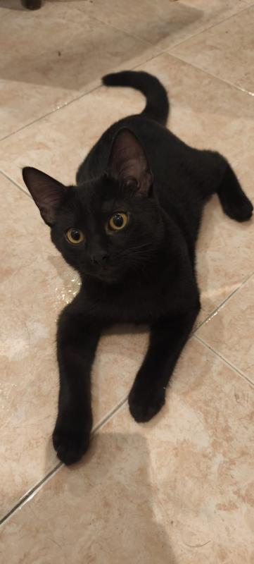 Nico