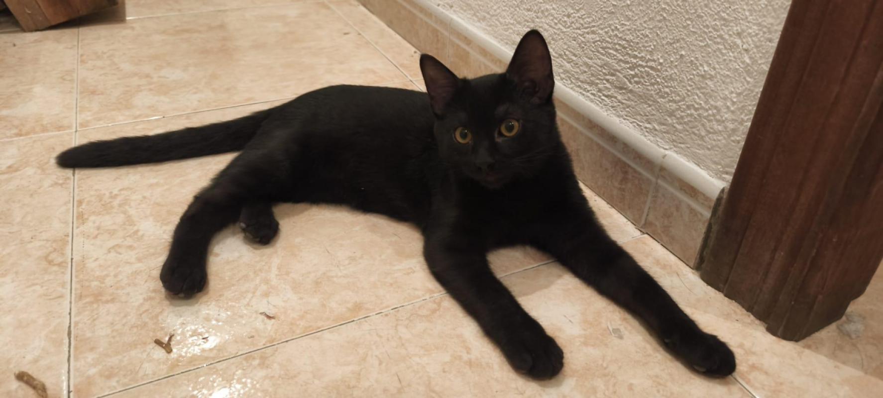 Nico