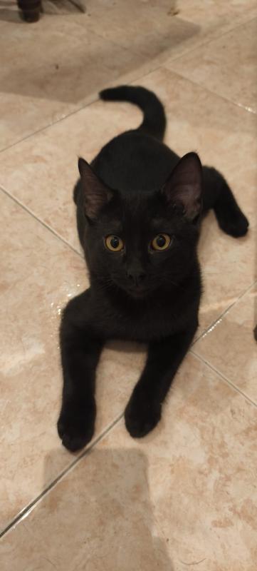 Nico